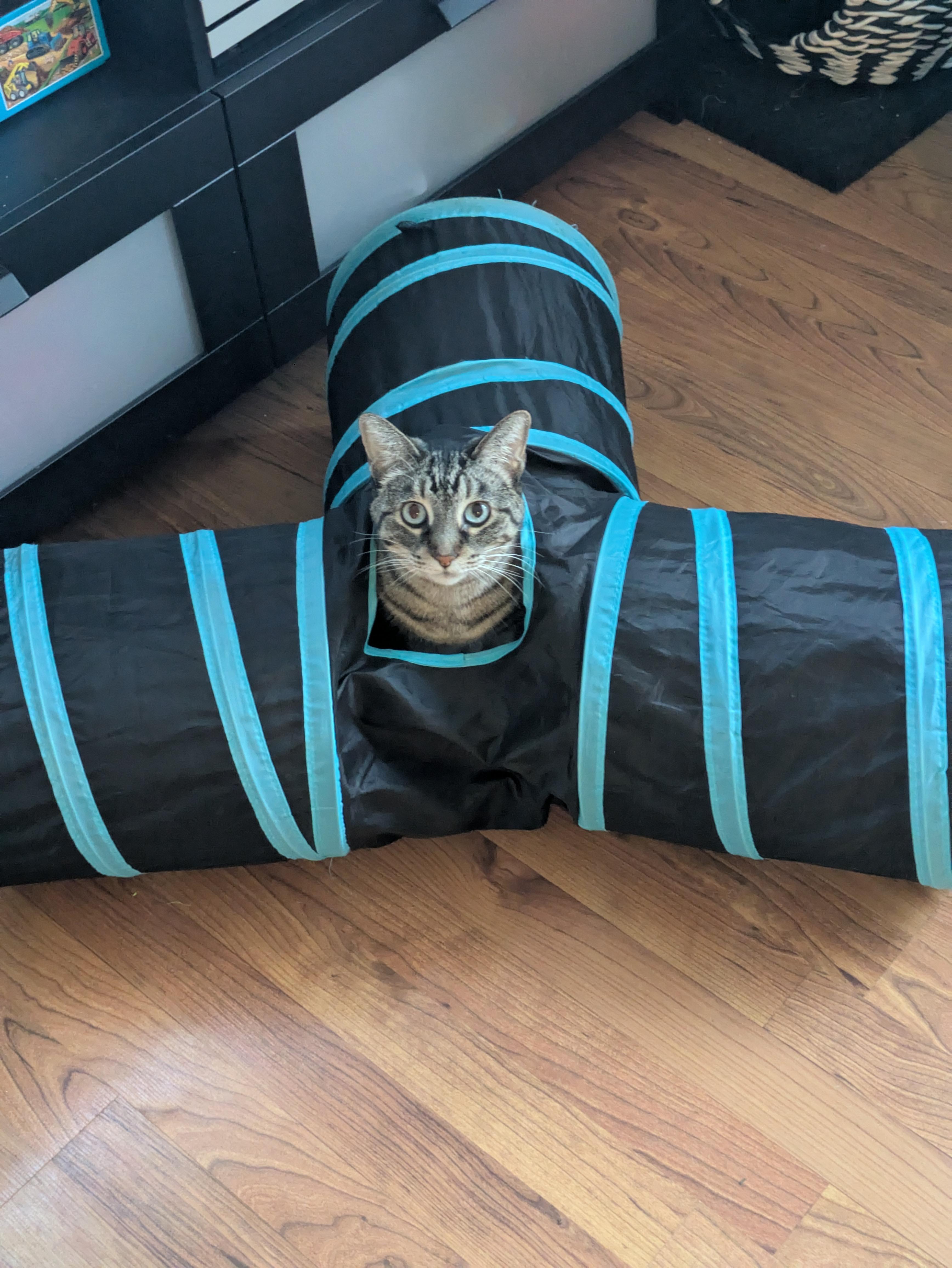 ** Courtesy Post ** Sara, a Adoptable Domestic Short Hair in Sterling Heights, MI image 5/5