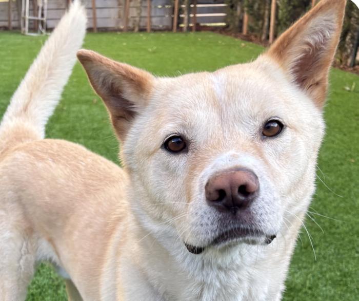 Maru, ADOPTABLE, Adult Male Jindo.