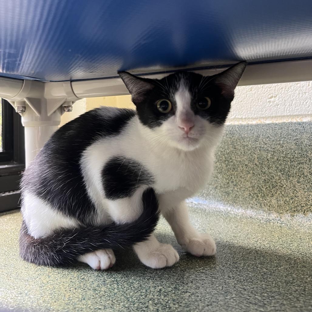 Cody, Adoptable, Kitten Male Domestic Short Hair.