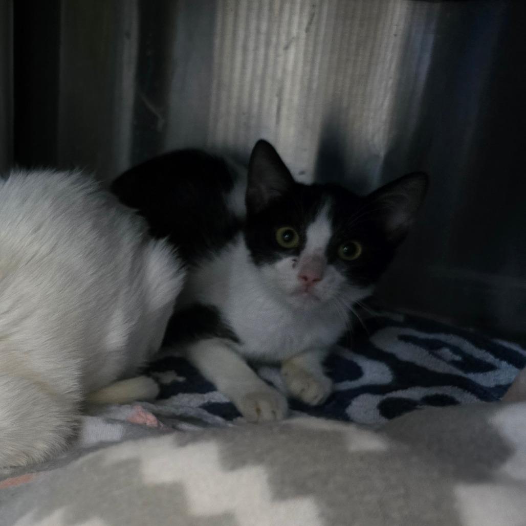 Enlarge Cody, a Adoptable Domestic Short Hair in Naples, FL image 2/3