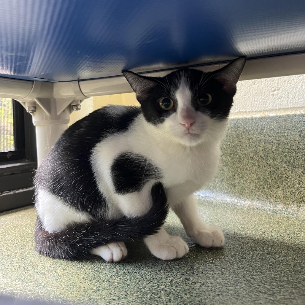 Enlarge Cody, a Adoptable Domestic Short Hair in Naples, FL image 3/3