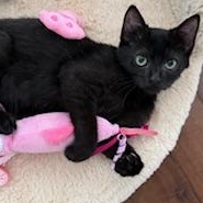 Enlarge Raven, a Adoptable Domestic Short Hair in Garden Grove, CA image 3/4