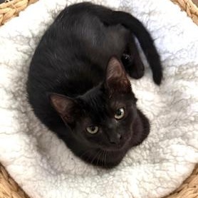 Enlarge Raven, a Adoptable Domestic Short Hair in Garden Grove, CA image 4/4