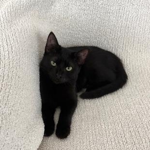 Enlarge Raven, a Adoptable Domestic Short Hair in Garden Grove, CA image 2/4