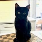 Raven, Adoptable, Young Female Domestic Short Hair.