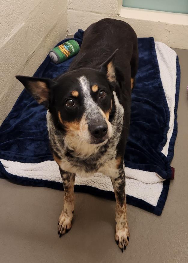 SWEETNESS, Adoptable, Young Female Australian Cattle Dog / Blue Heeler.