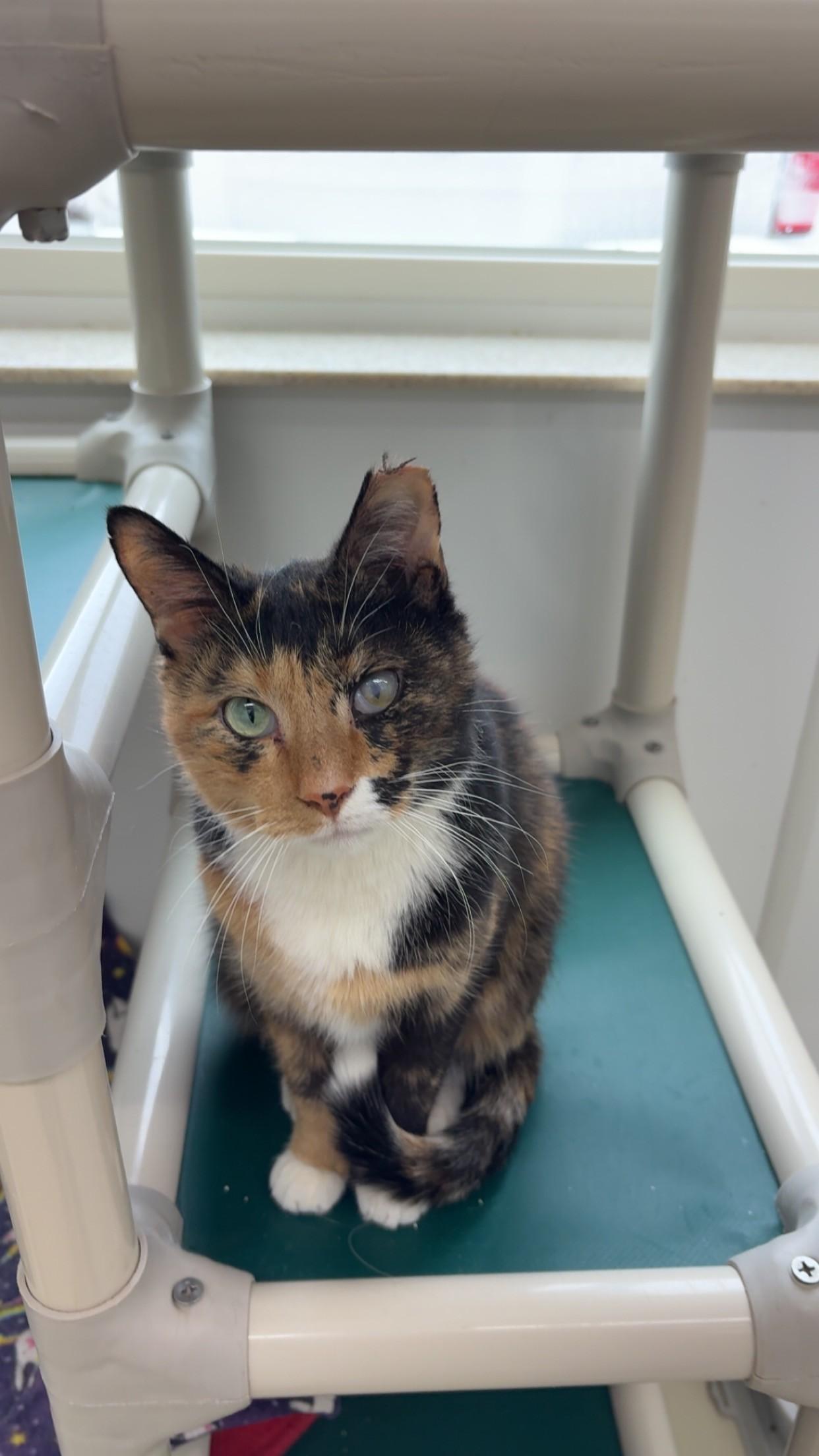 Mystic, ADOPTABLE, Adult Female Domestic Short Hair.