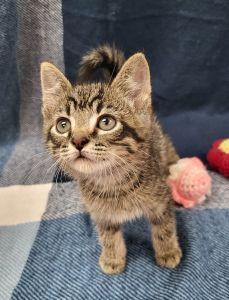 Ivan, a ADOPTABLE Domestic Short Hair in Bucyrus, OH image 2/3