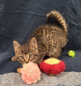 Ivan, a ADOPTABLE Domestic Short Hair in Bucyrus, OH image 3/3