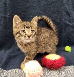 Ivan, ADOPTABLE, Young Male Domestic Short Hair.
