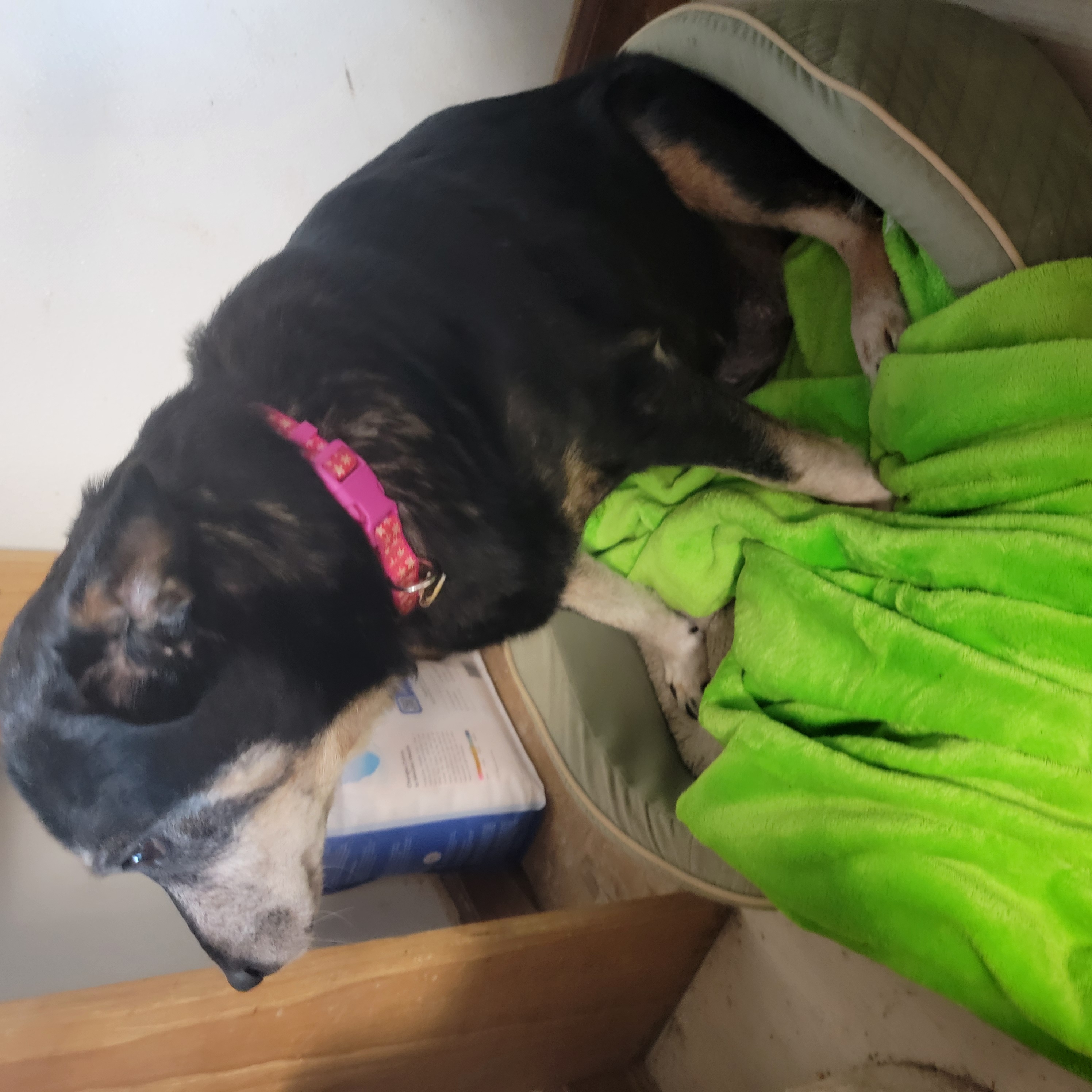 Maggie