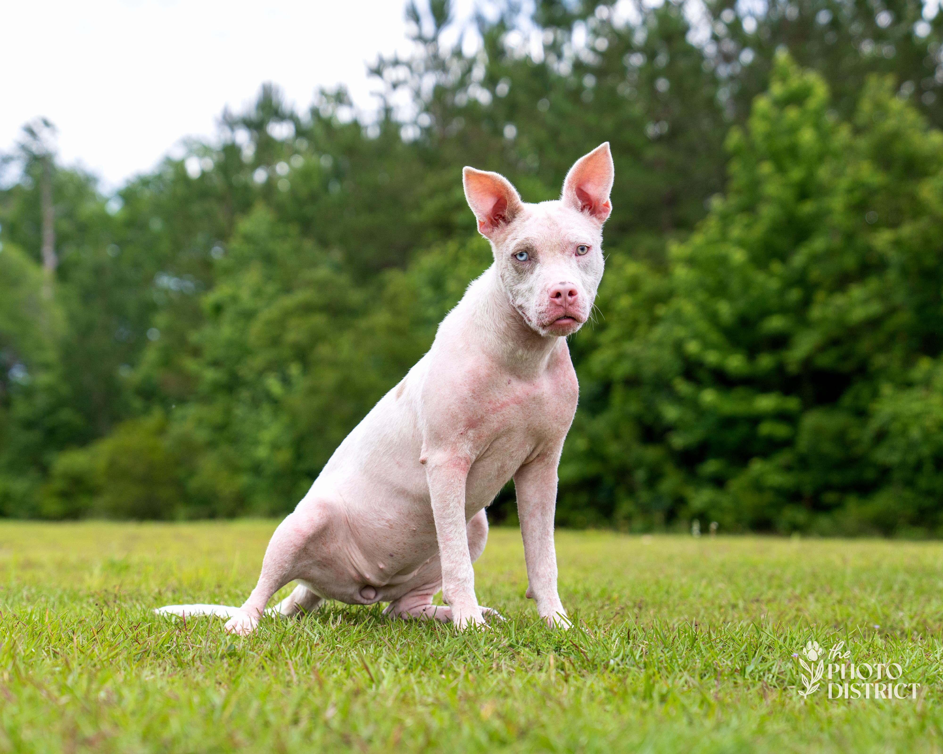 Addi, Adoptable, Puppy Female Pit Bull Terrier & Pit Bull Terrier.