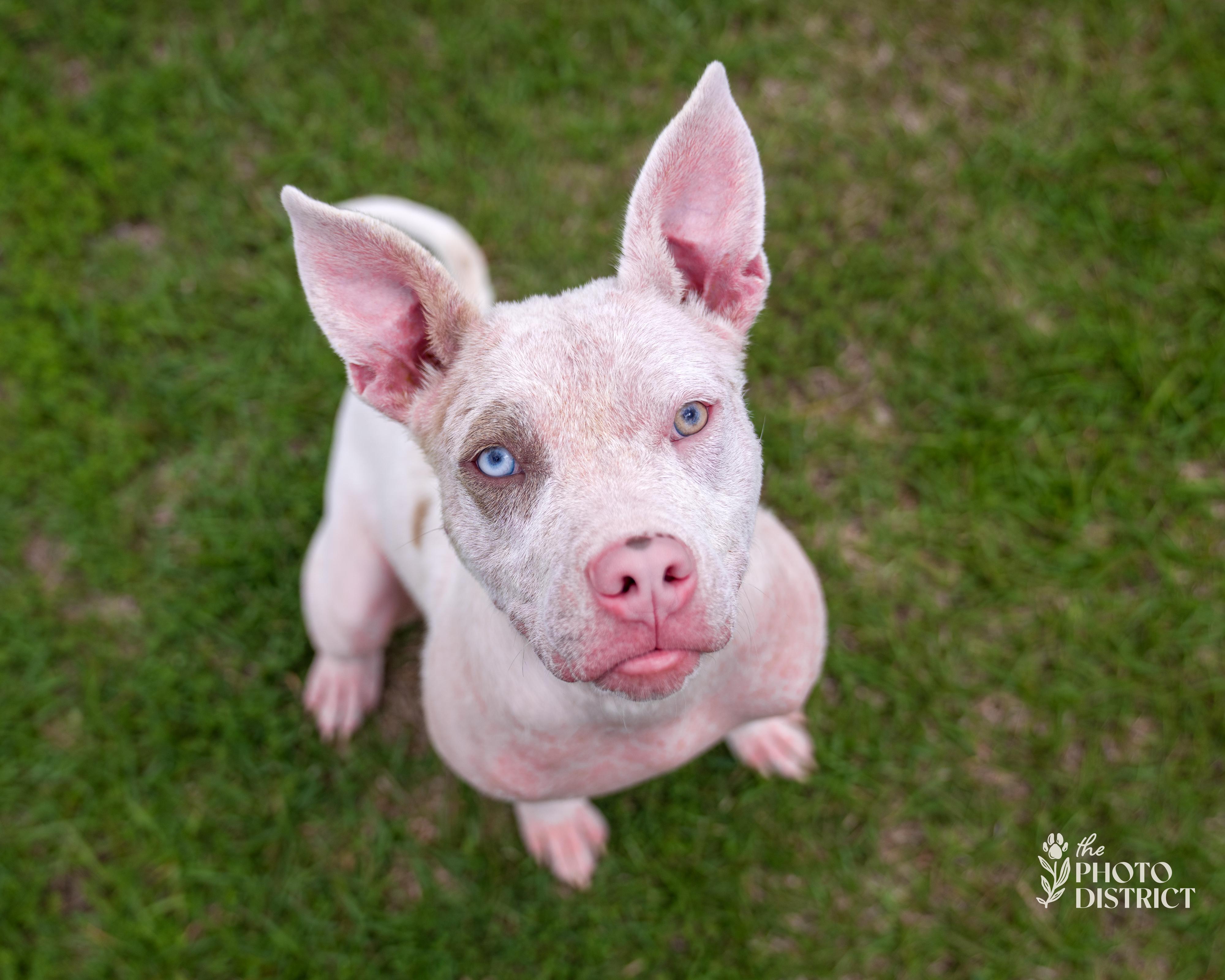 Addi, a Adoptable mixed breed in Winnabow, NC image 2/5