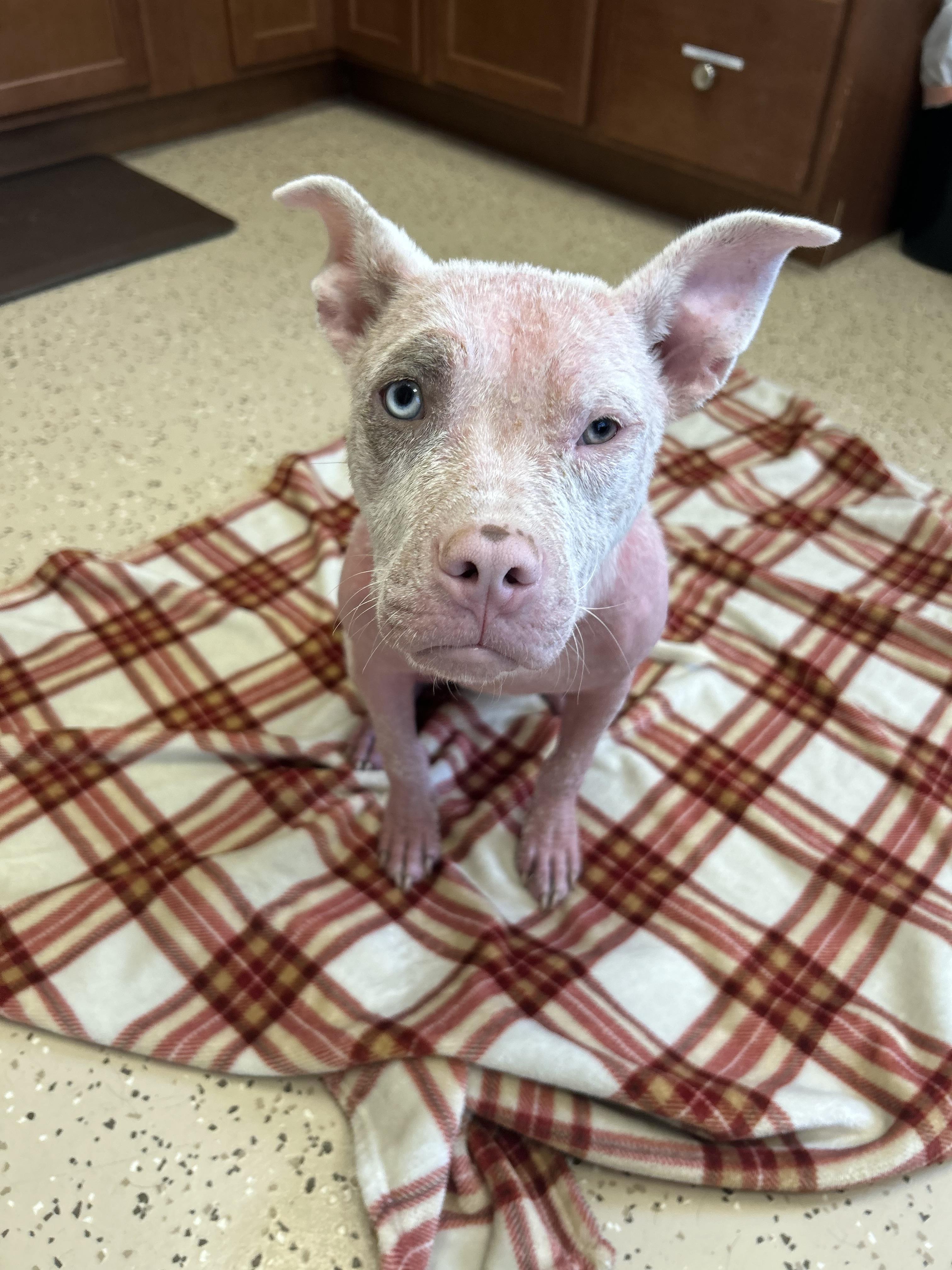 Addi, a Adoptable mixed breed in Winnabow, NC image 3/5