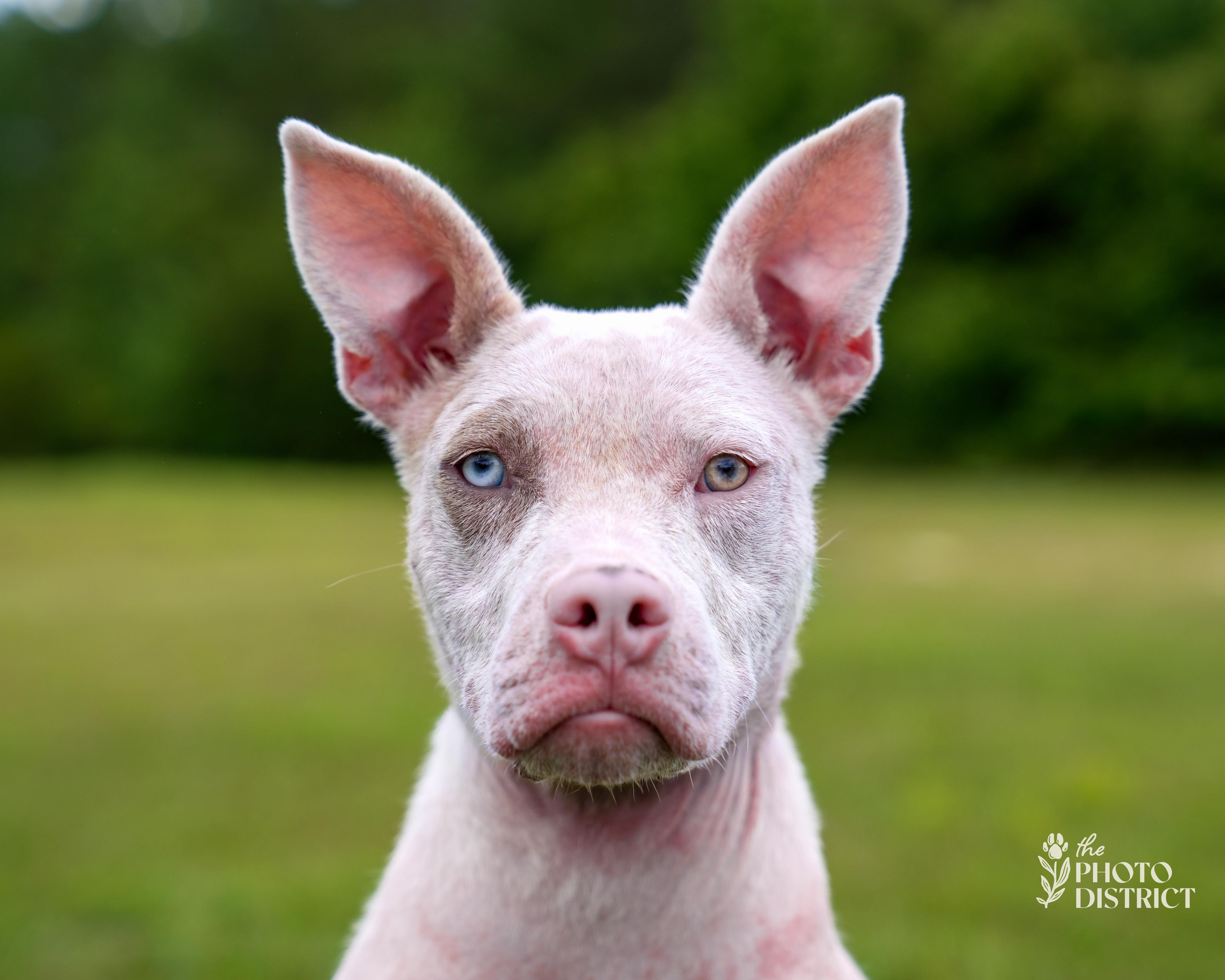 Addi, a Adoptable mixed breed in Winnabow, NC image 4/5