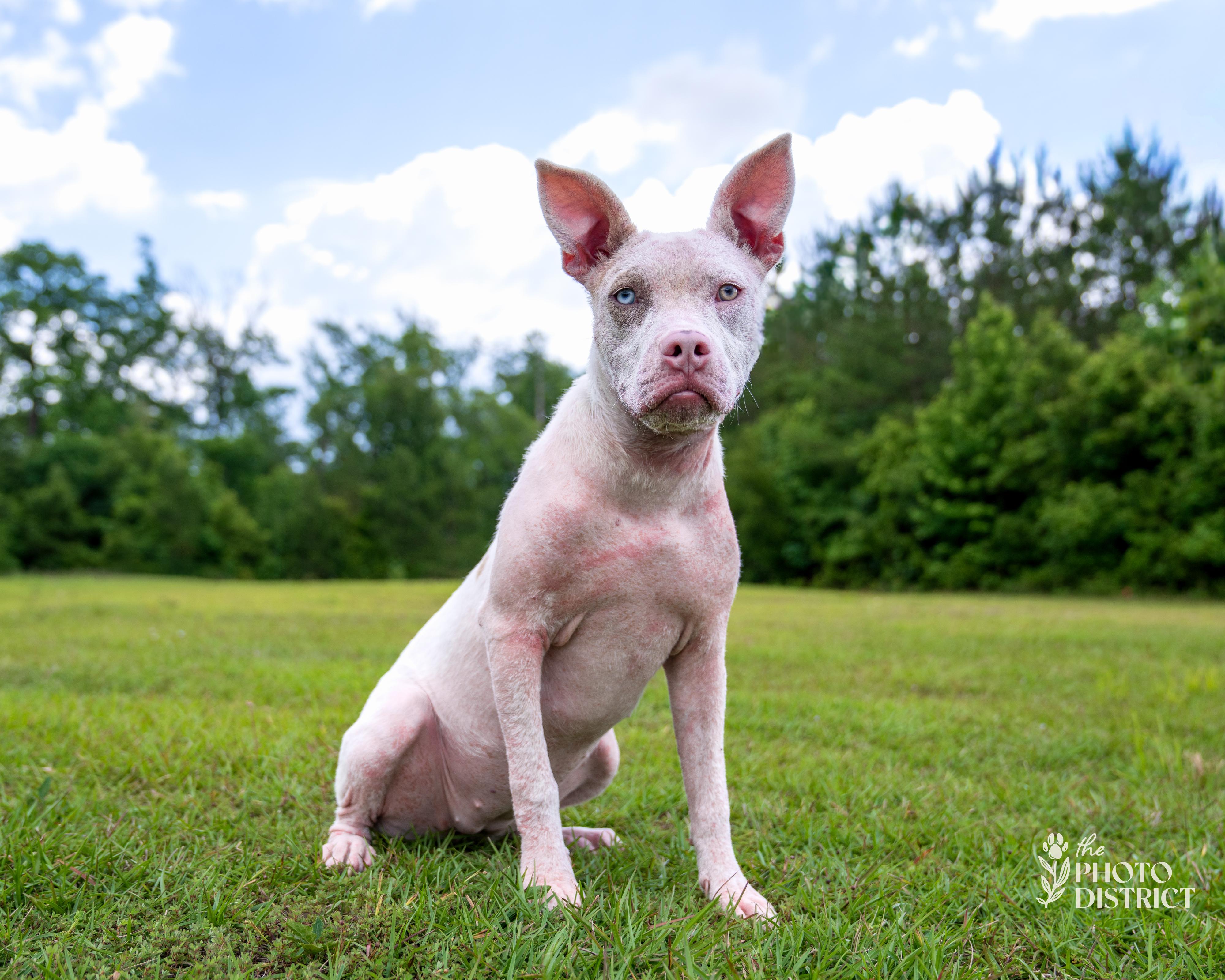 Addi, a Adoptable mixed breed in Winnabow, NC image 5/5