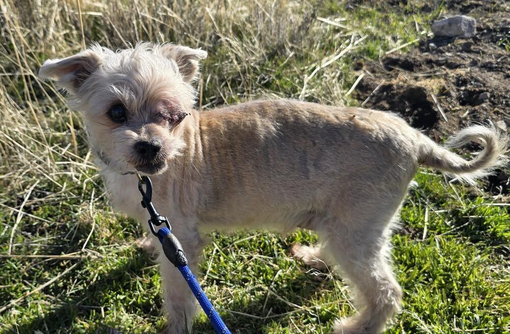 Mister B, Adoptable, Senior Male Yorkshire Terrier & Terrier.