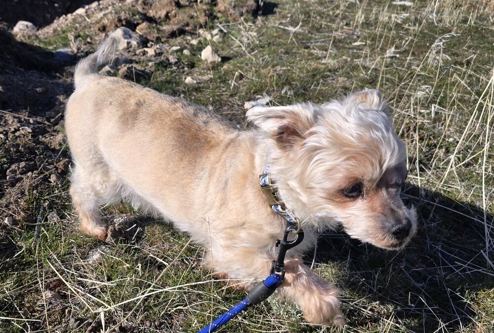 Enlarge Mister B, a Adoptable mixed breed in Draper, UT image 2/5