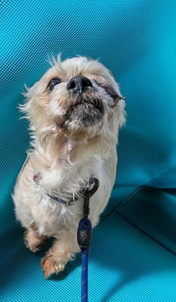 Enlarge Mister B, a Adoptable mixed breed in Draper, UT image 3/5