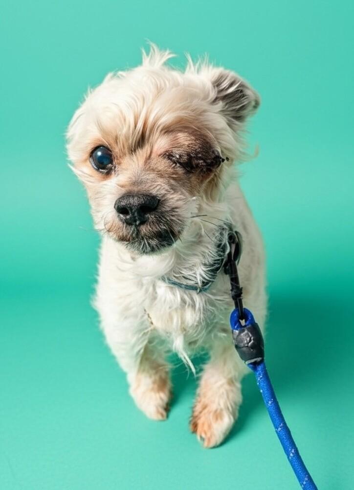 Enlarge Mister B, a Adoptable mixed breed in Draper, UT image 4/5