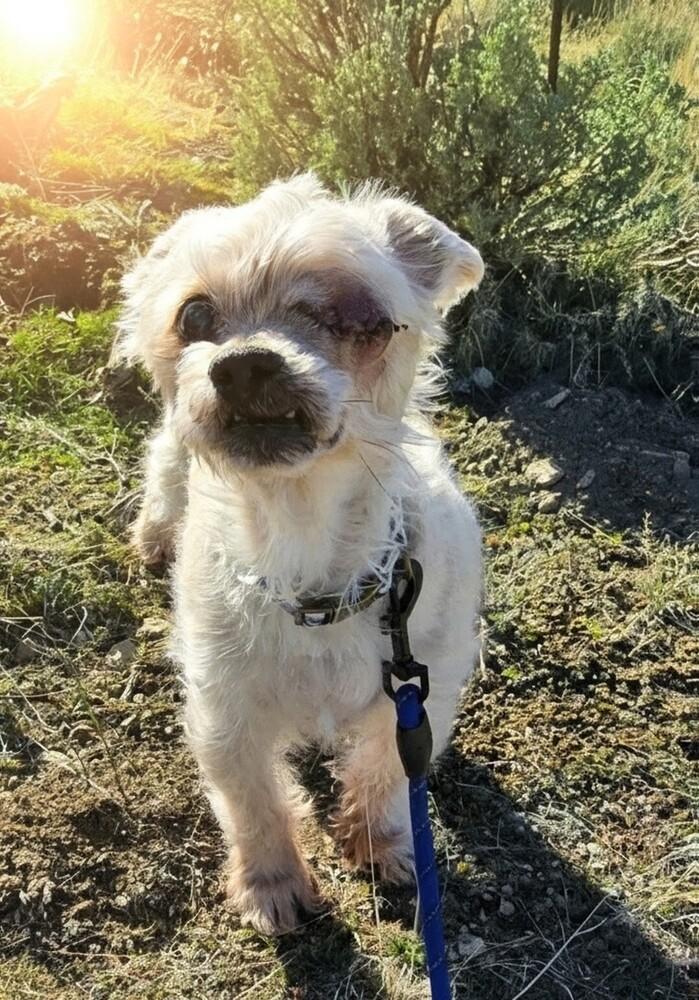 Enlarge Mister B, a Adoptable mixed breed in Draper, UT image 5/5