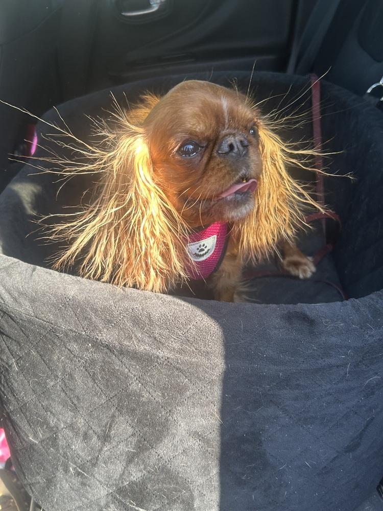 Samantha, a Adoptable English Toy Spaniel in Germantown, OH image 1/2