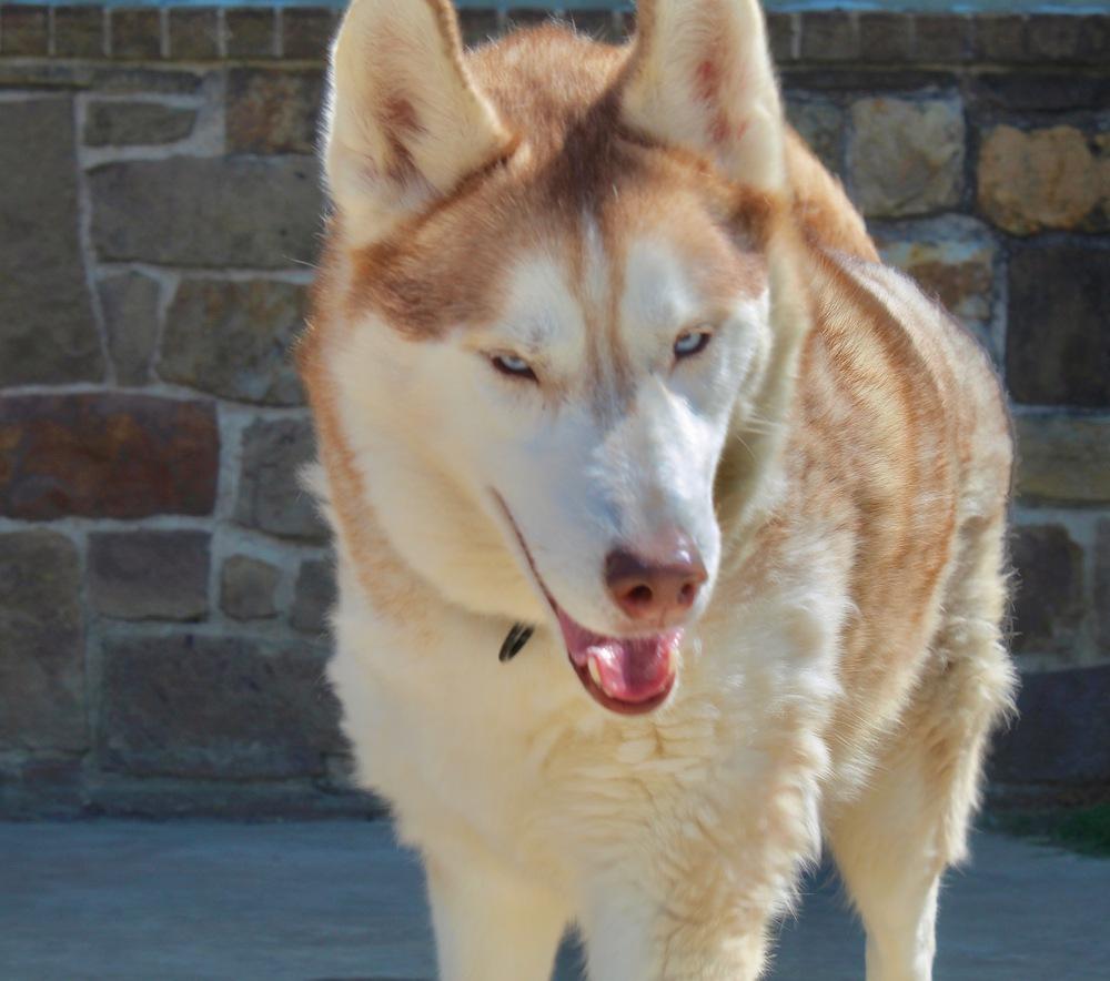 Enlarge Nico, a Adoptable mixed breed in Sanger, TX image 1/4