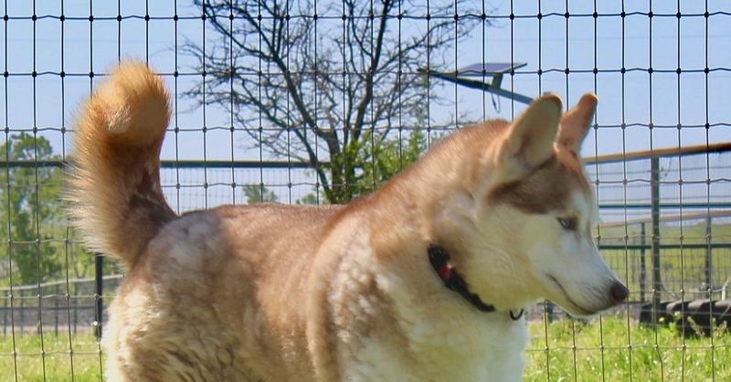 Enlarge Nico, a Adoptable mixed breed in Sanger, TX image 2/4