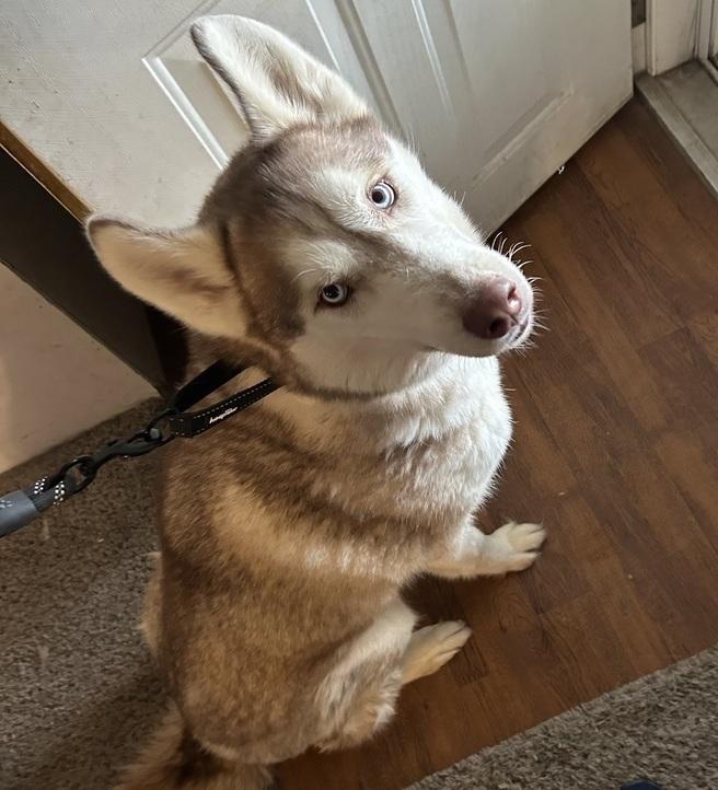 Nico, Adoptable, Adult Male Siberian Husky & Husky.