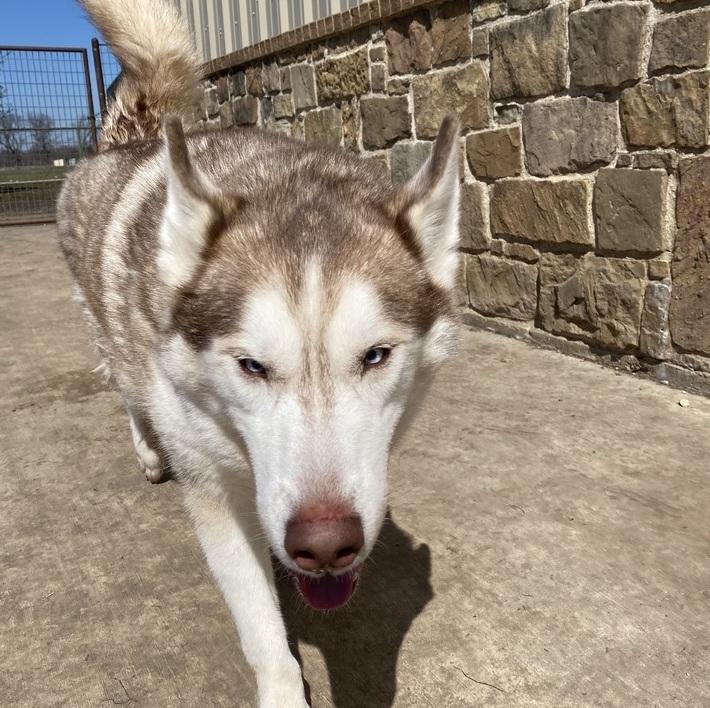 Enlarge Nico, a Adoptable mixed breed in Sanger, TX image 4/4