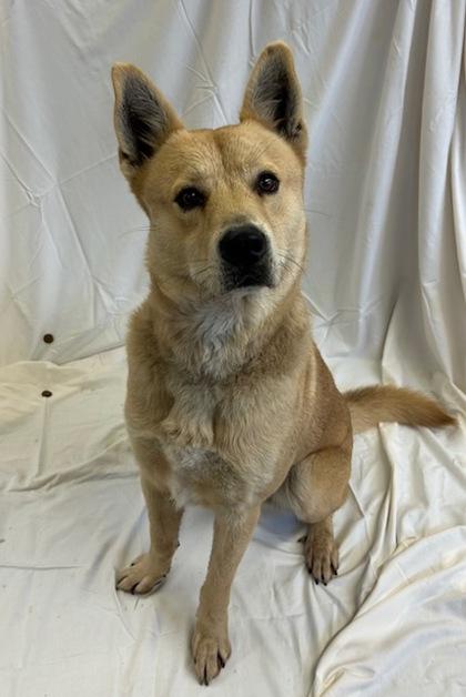 Johnson, a Adoptable mixed breed in West Memphis, AR image 1/3