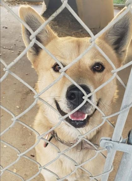 Johnson, Adoptable, Adult Male Shepherd & Chow Chow.