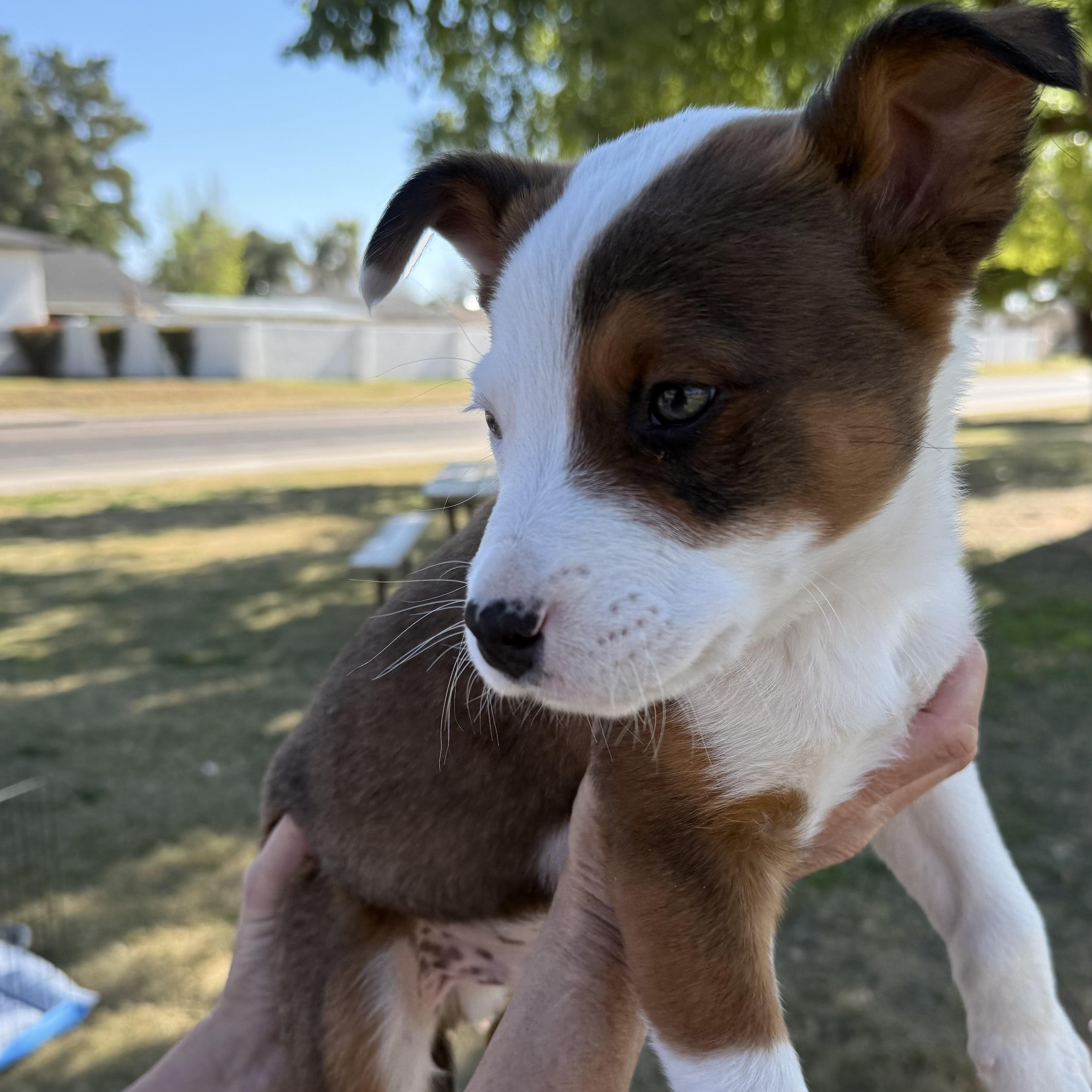 Fisher, an adopted mixed breed in Scottsdale, AZ image 2/3