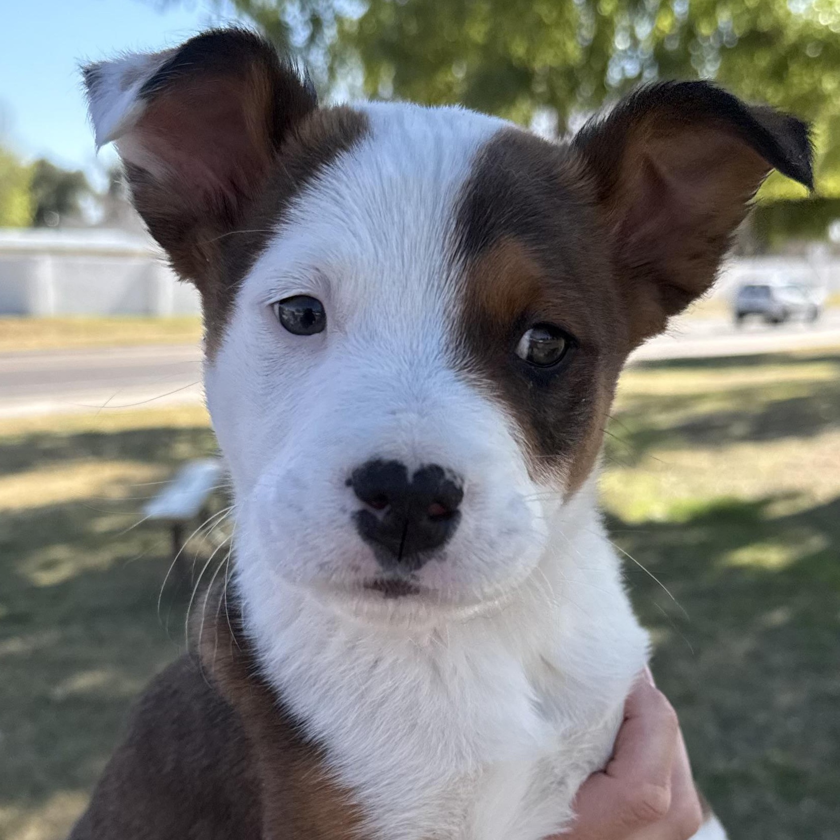 Fisher, adopted, Puppy Male Australian Cattle Dog / Blue Heeler & Australian Shepherd.