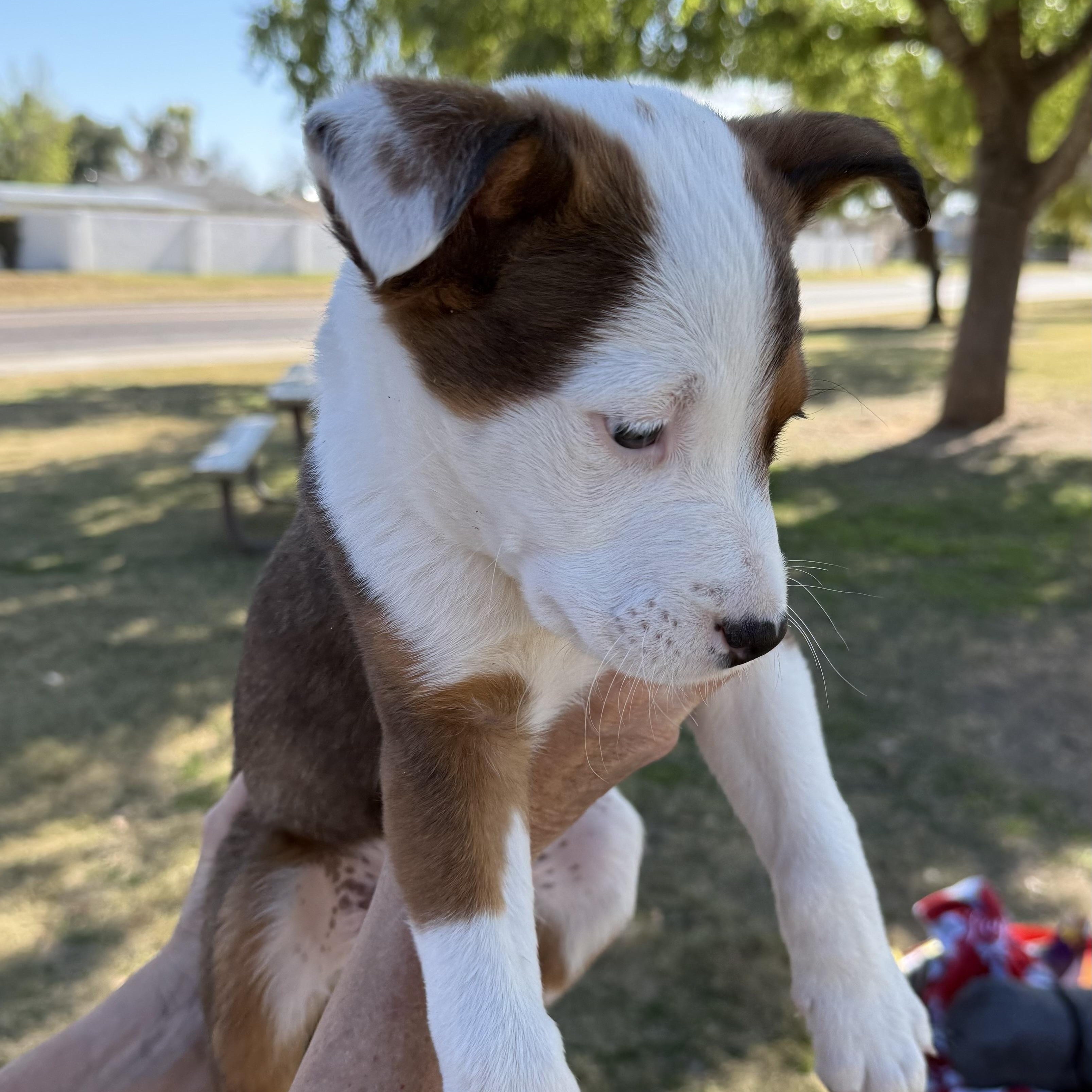 Fisher, an adopted mixed breed in Scottsdale, AZ image 3/3