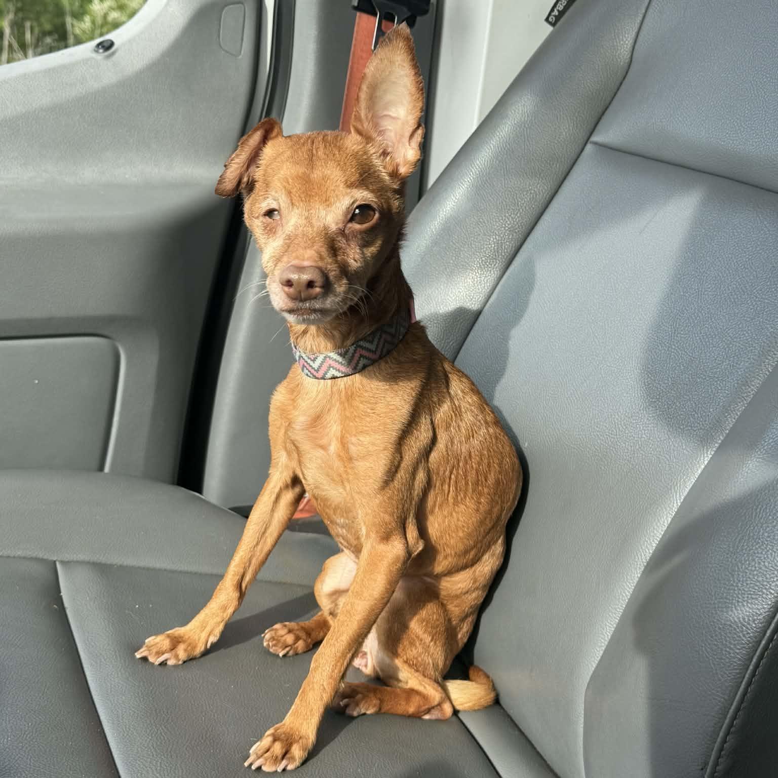 Enlarge The Wow!, a Adoptable mixed breed in Chatham, NJ image 1/5