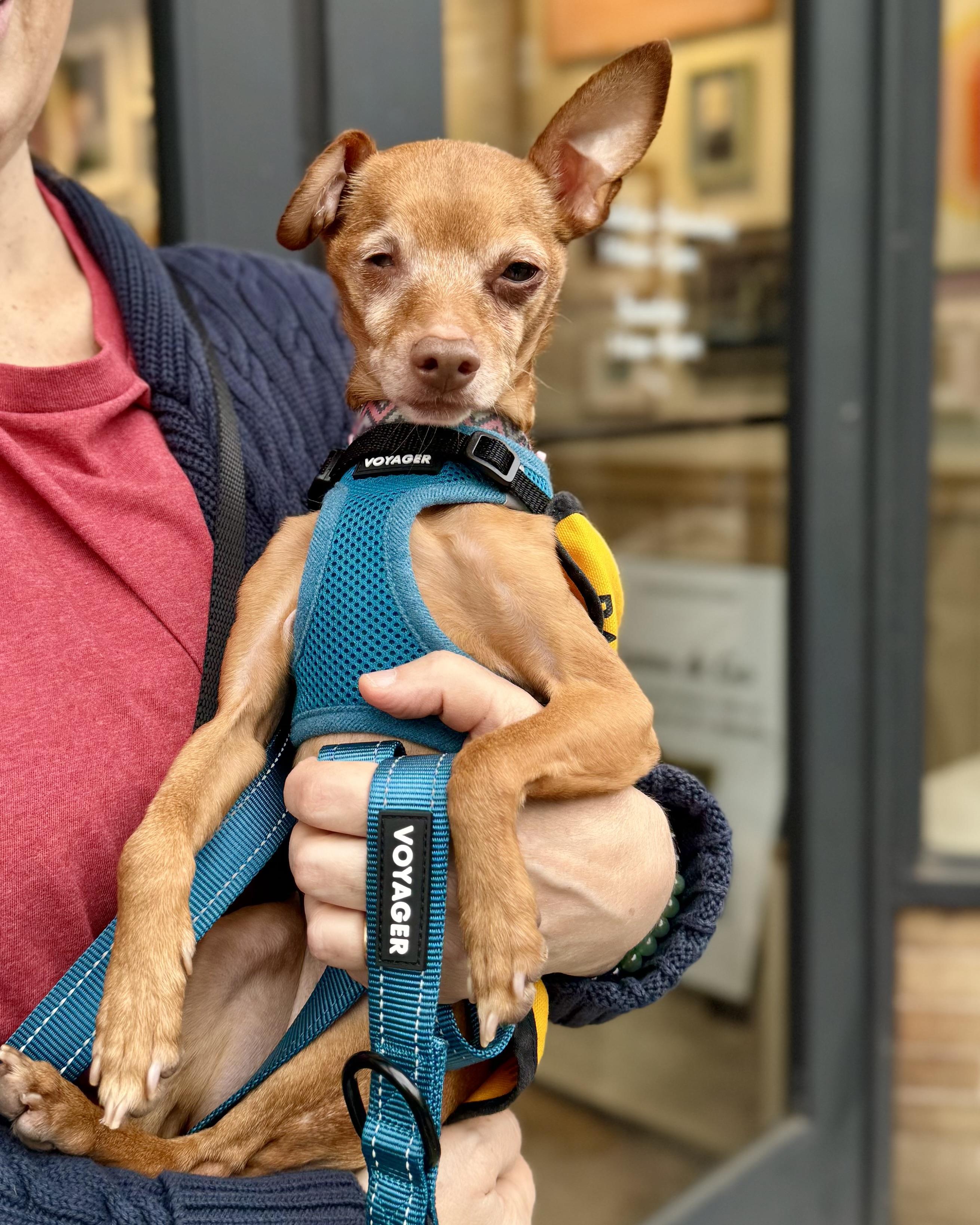 Enlarge The Wow!, a Adoptable mixed breed in Chatham, NJ image 2/5