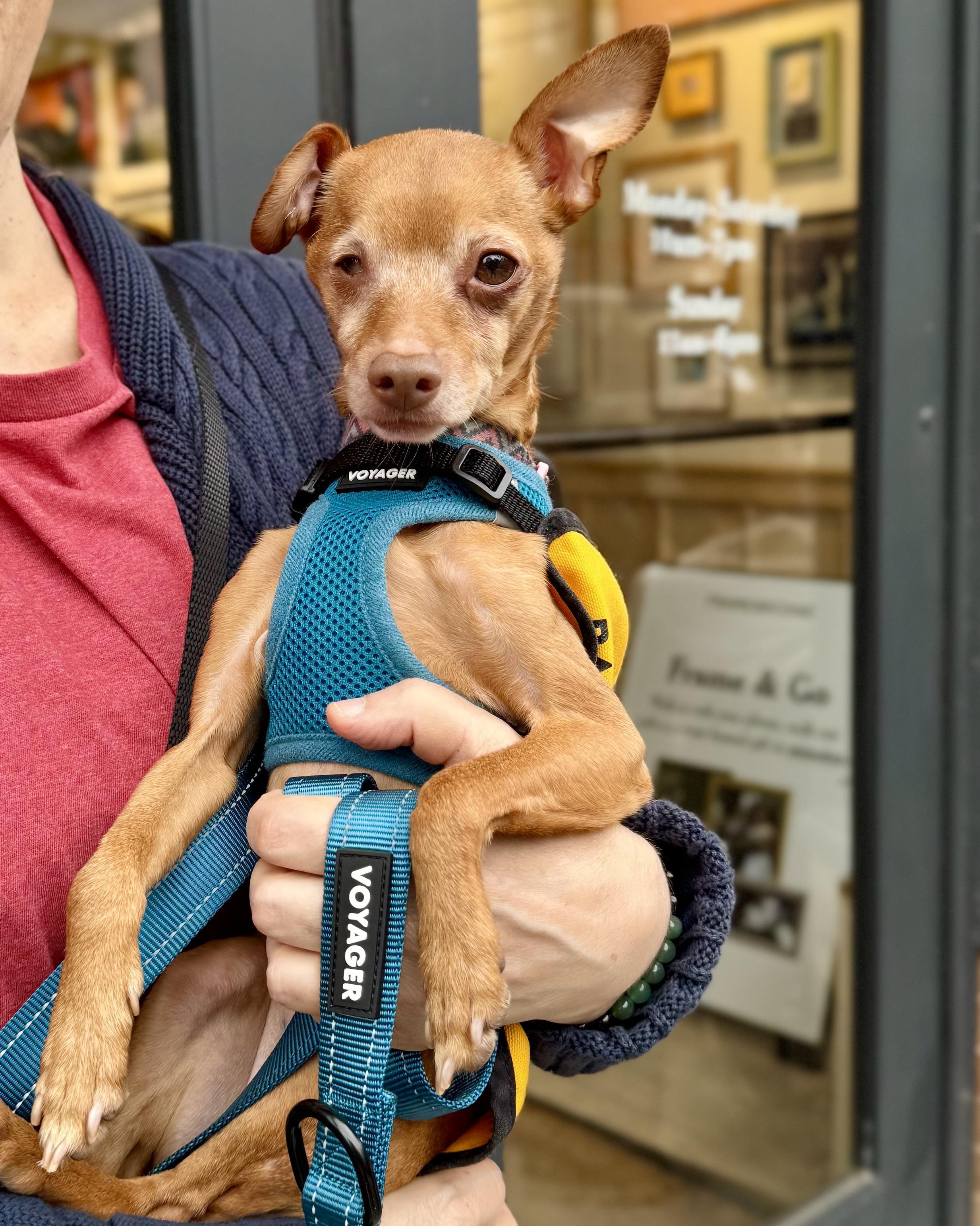 Enlarge The Wow!, a Adoptable mixed breed in Chatham, NJ image 3/5