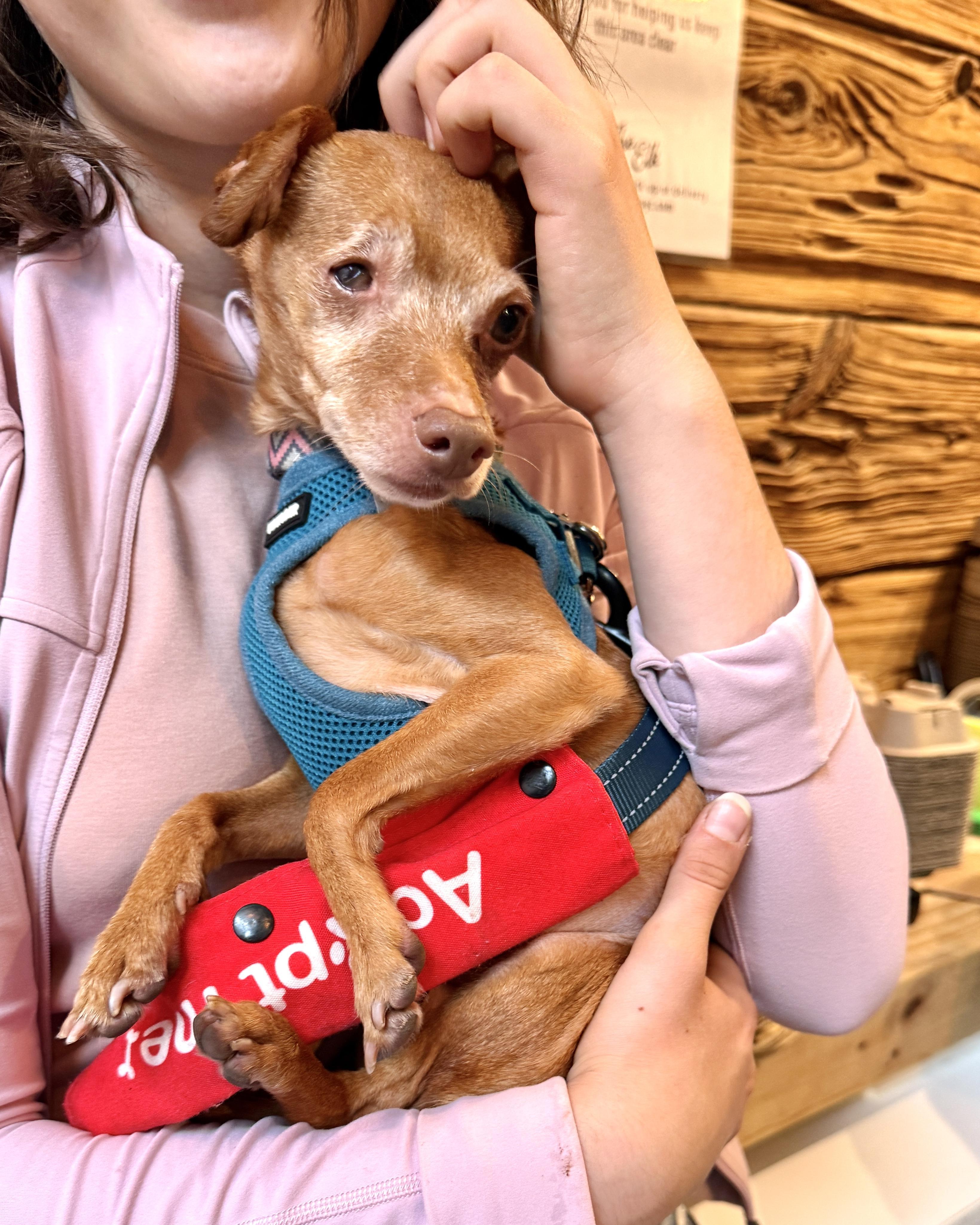 Enlarge The Wow!, a Adoptable mixed breed in Chatham, NJ image 4/5