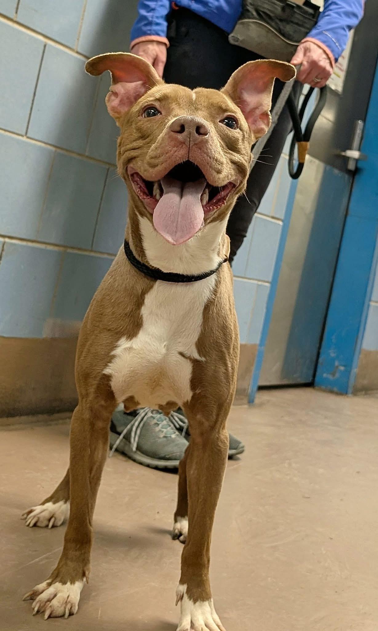 Enlarge Avelina, a ADOPTABLE Pit Bull Terrier in Chicago, IL image 3/5