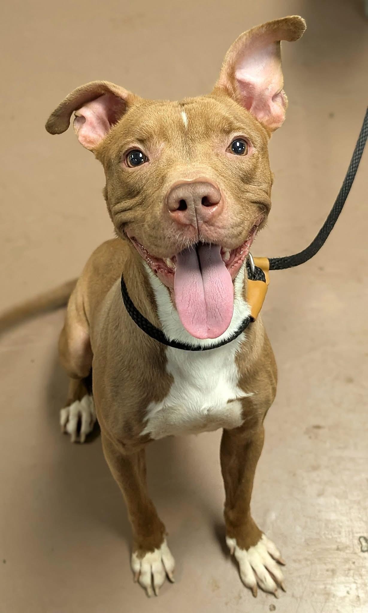 Enlarge Avelina, a ADOPTABLE Pit Bull Terrier in Chicago, IL image 1/5