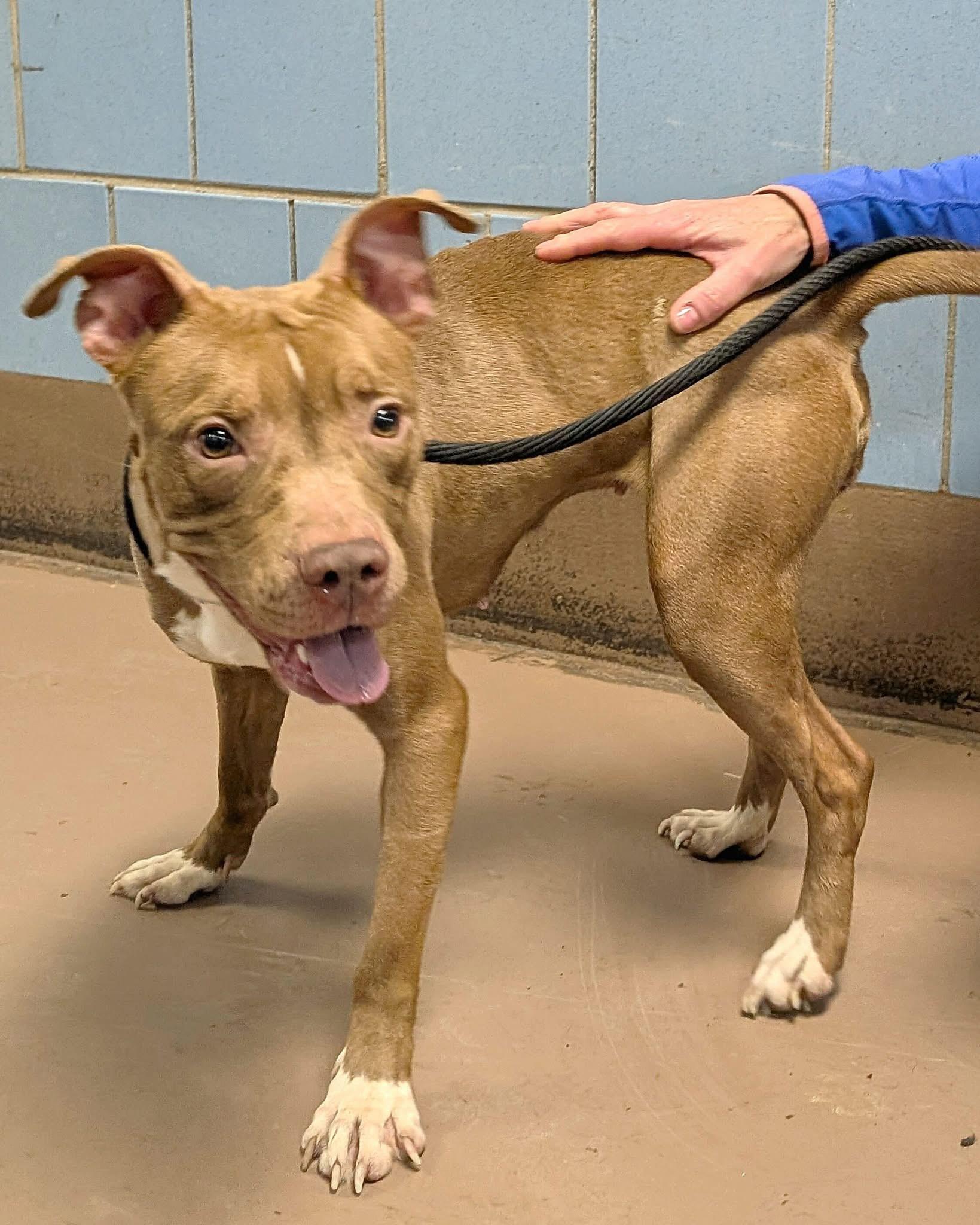 Enlarge Avelina, a ADOPTABLE Pit Bull Terrier in Chicago, IL image 4/5