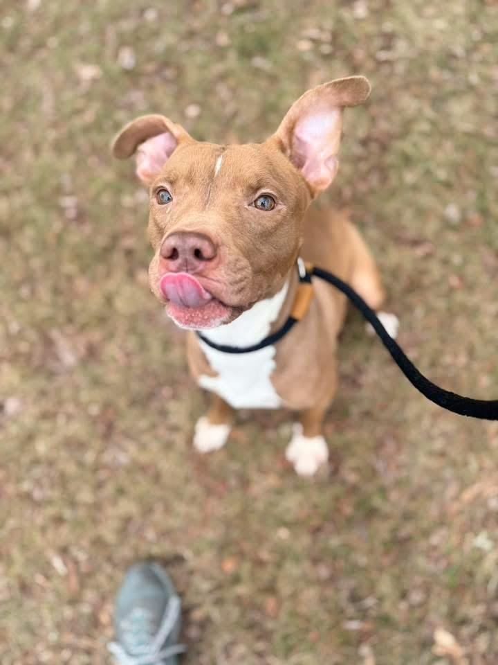 Enlarge Avelina, a ADOPTABLE Pit Bull Terrier in Chicago, IL image 5/5