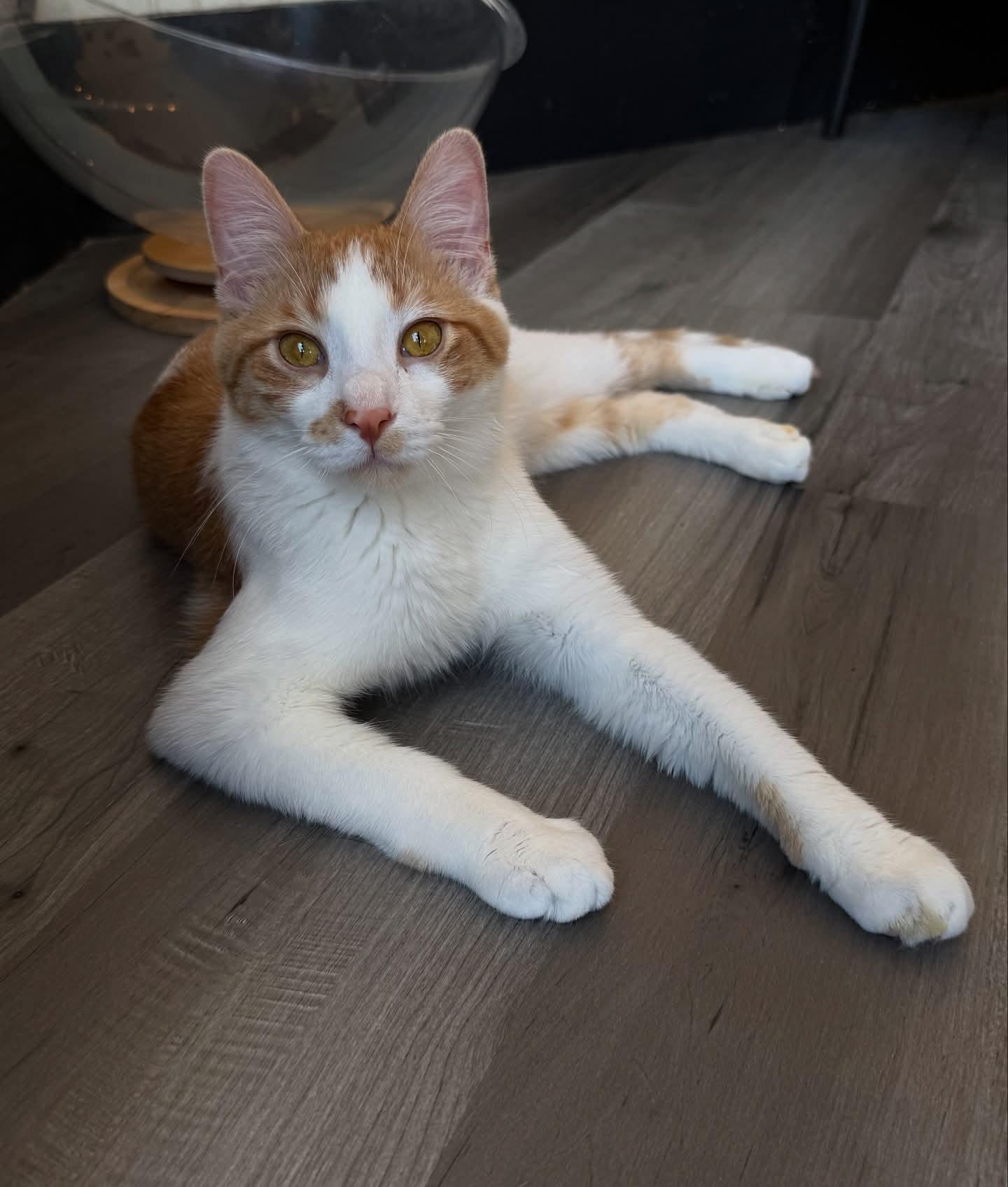 Pedro, a Adoptable Domestic Short Hair in Reeseville, WI image 3/5