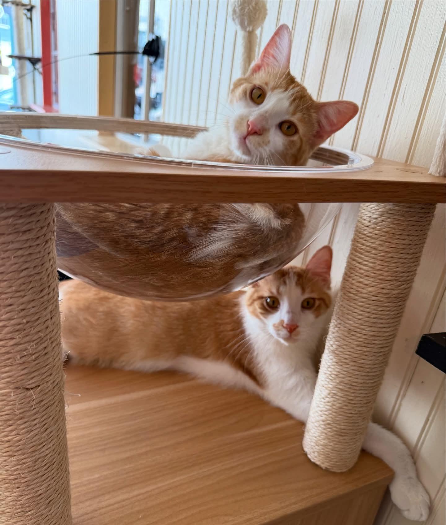 Pedro, a Adoptable Domestic Short Hair in Reeseville, WI image 4/5