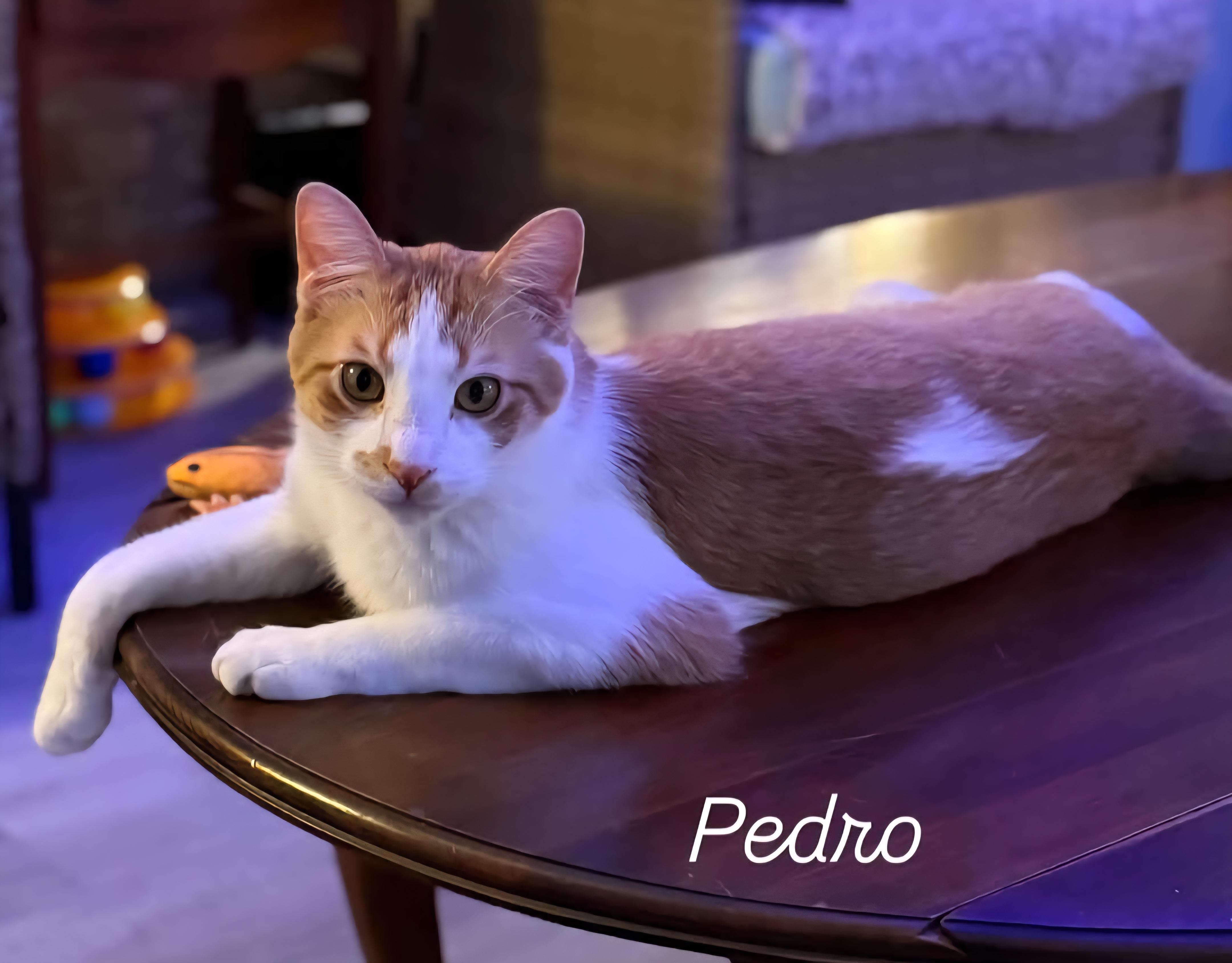 Pedro
