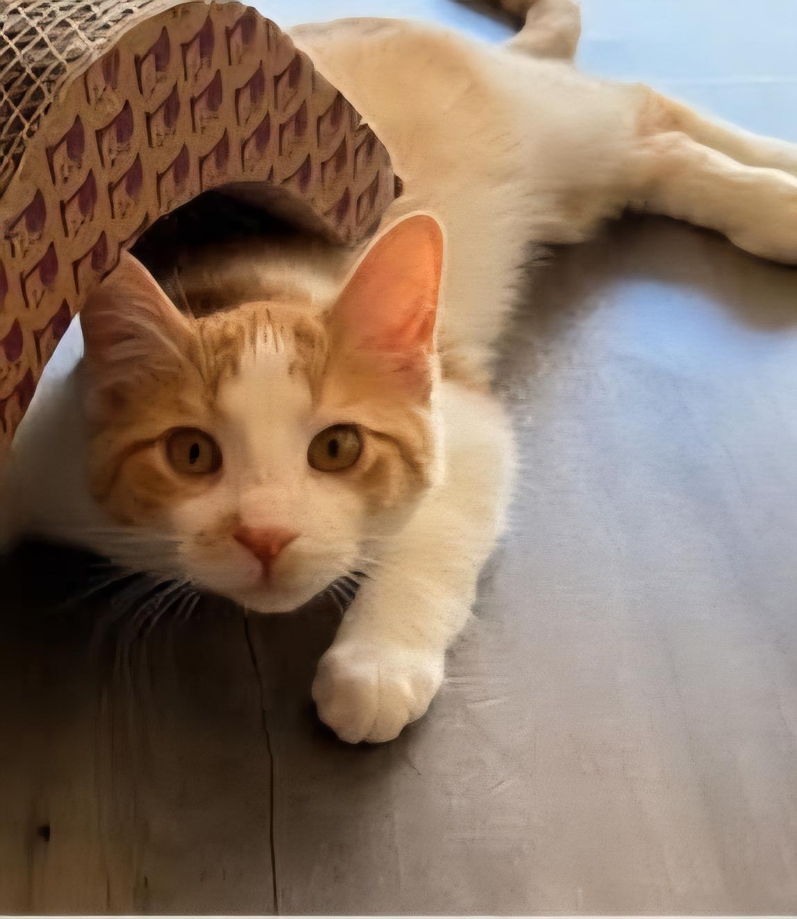 Pedro, Young Male Domestic Short Hair