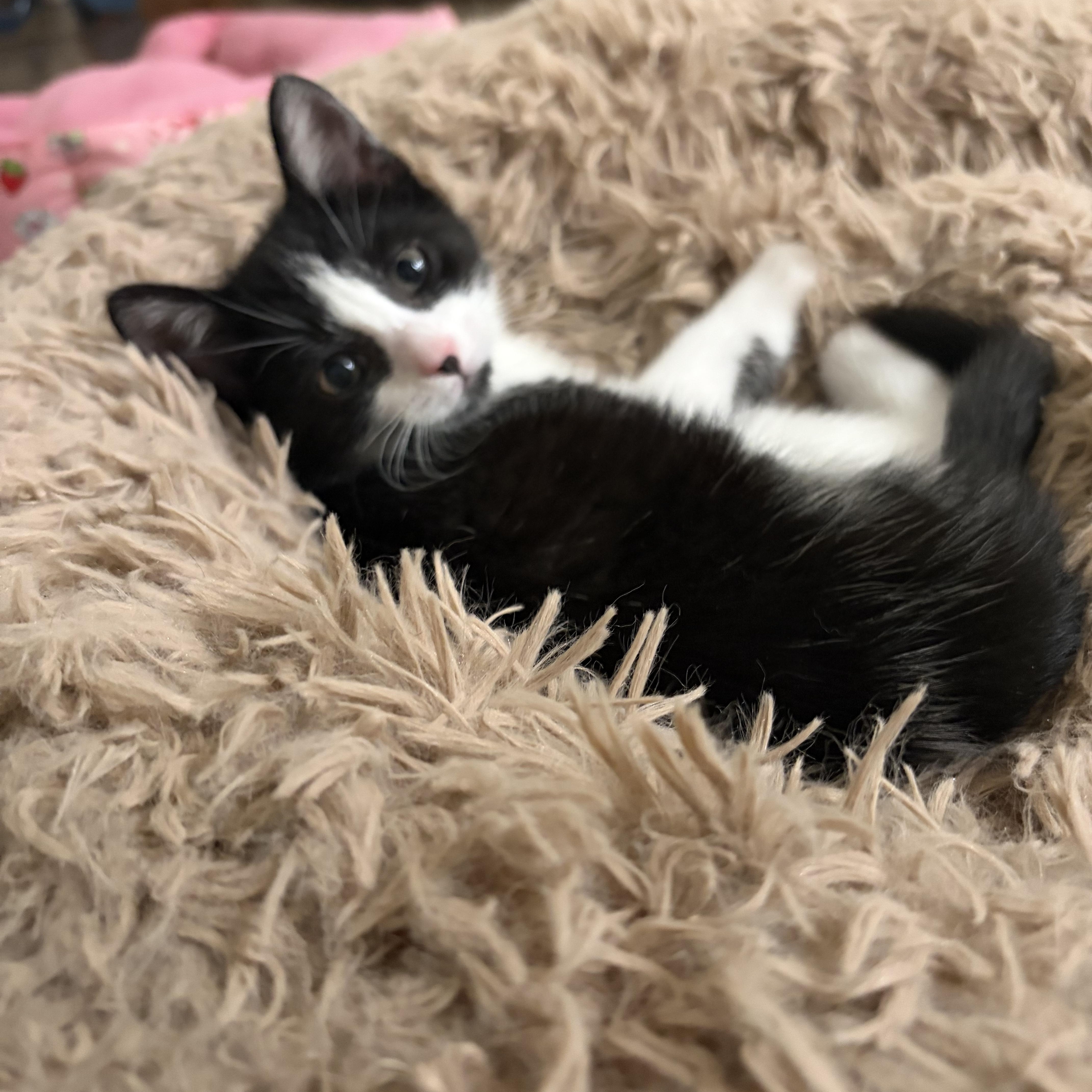 Enlarge Dolly, an adopted Domestic Short Hair in Staten Island, NY image 3/4