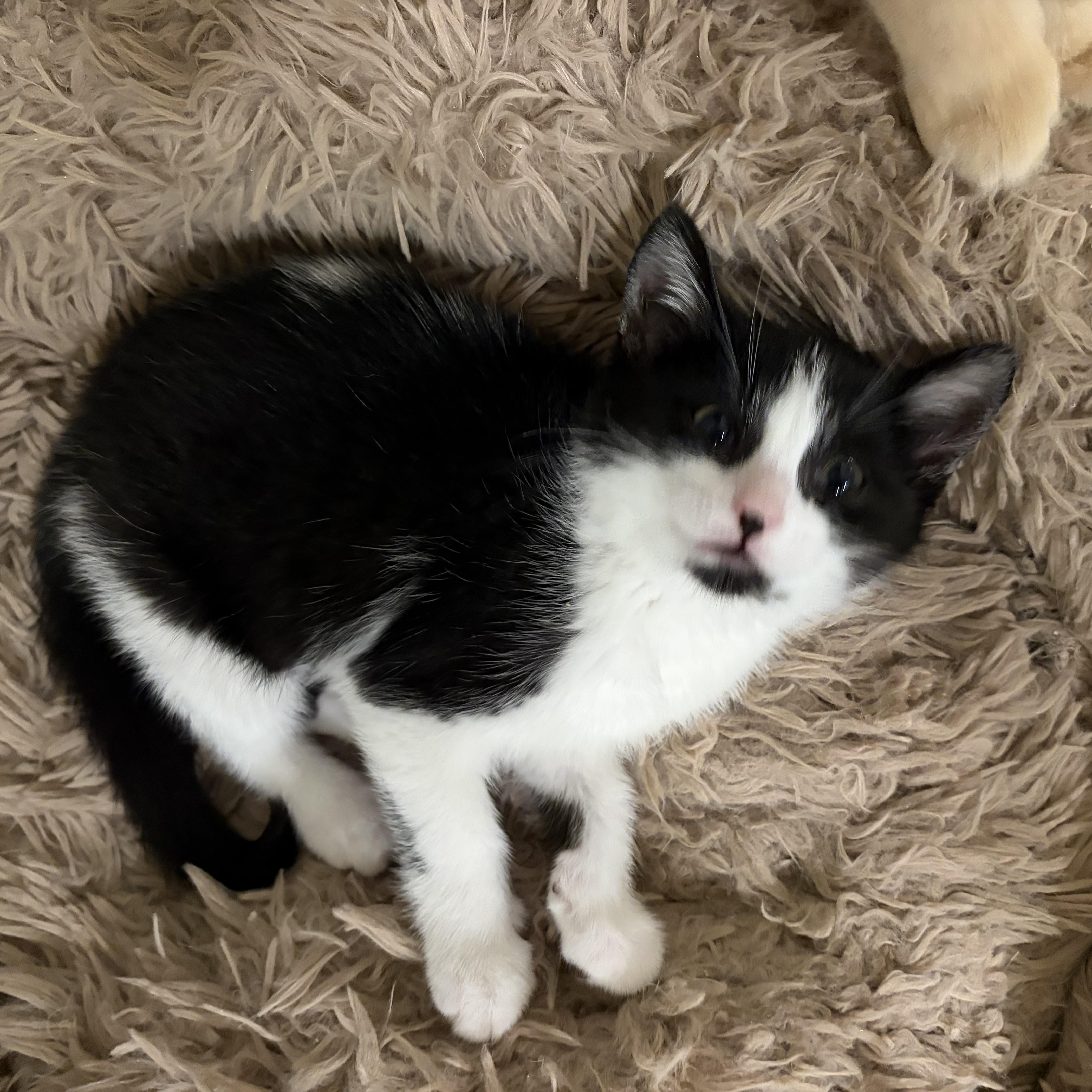 Enlarge Dolly, an adopted Domestic Short Hair in Staten Island, NY image 4/4
