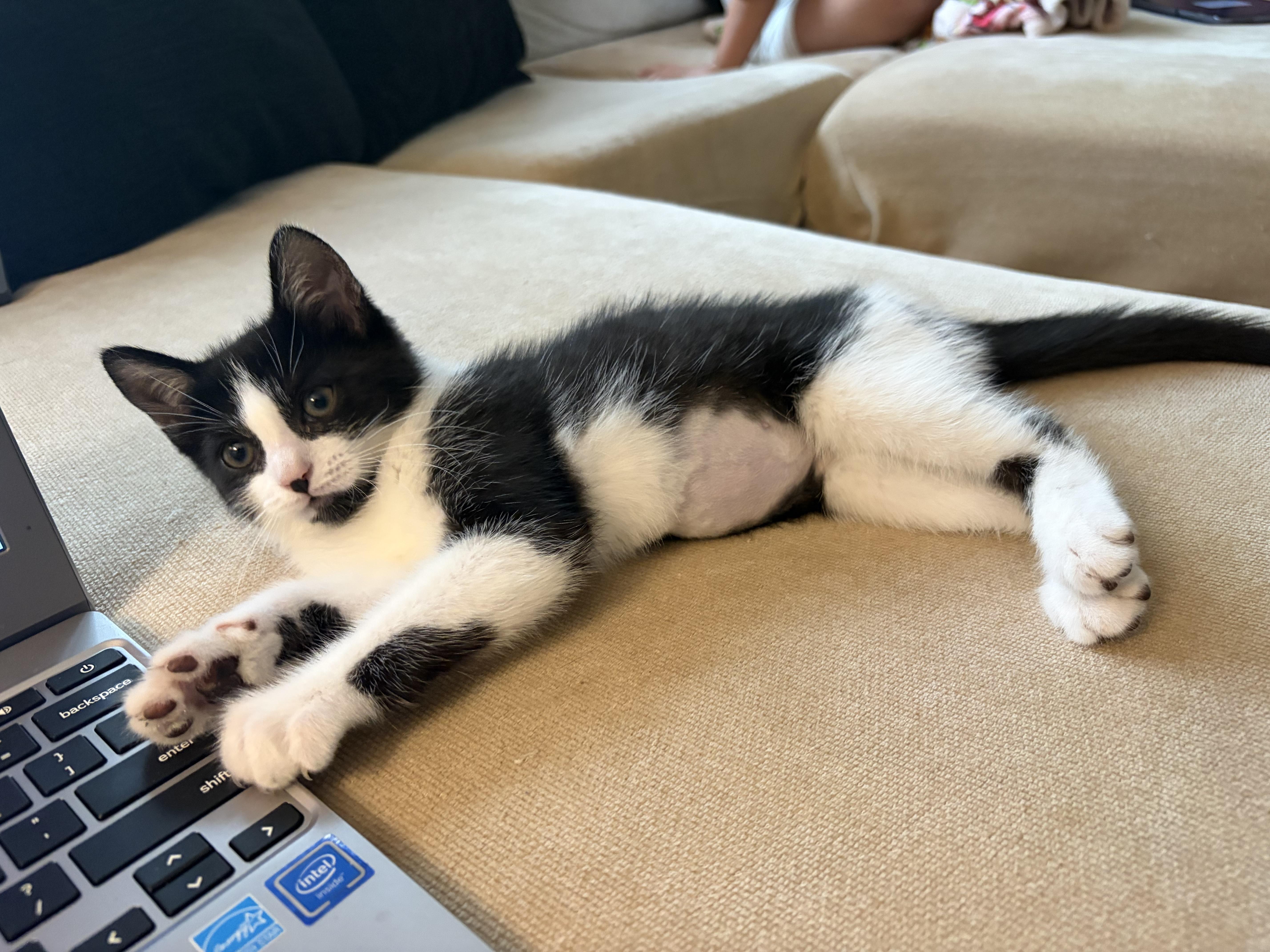 Enlarge Dolly, an adopted Domestic Short Hair in Staten Island, NY image 2/4